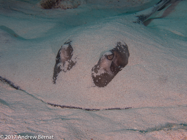 Southern Stingray