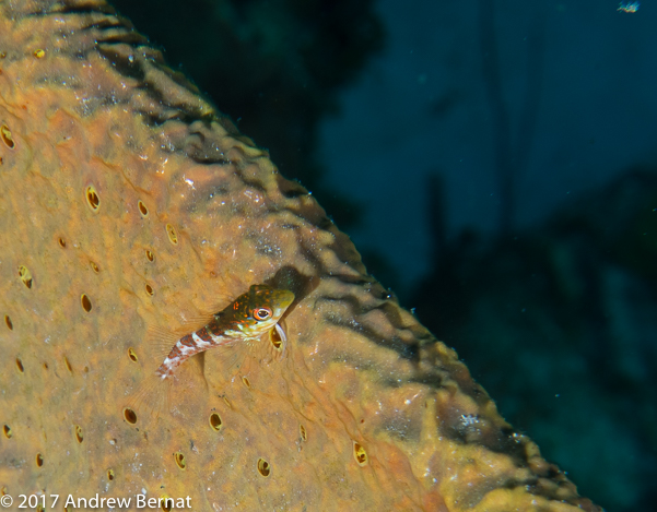 Saddled Blenny