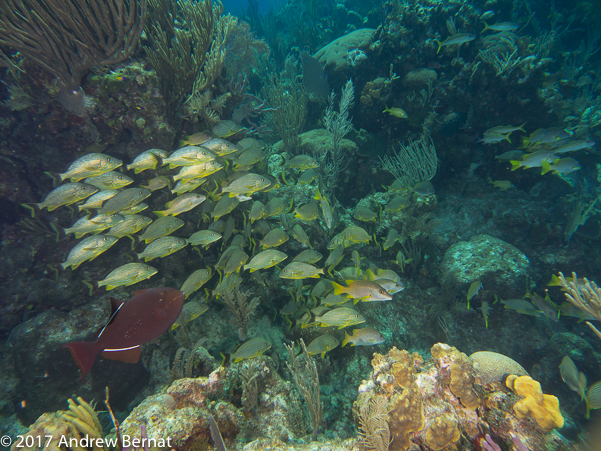 Schooling fish