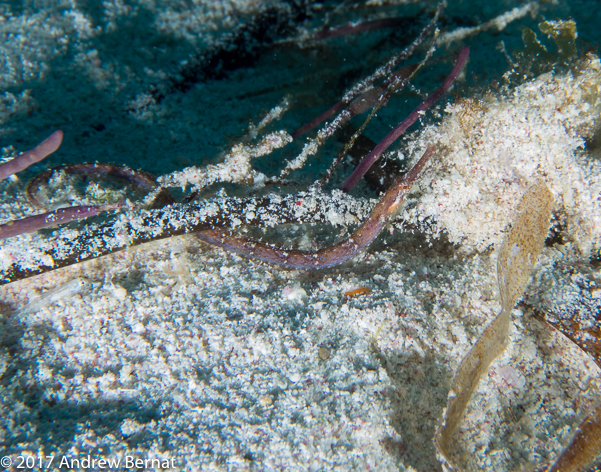 Shortfin Pipefish