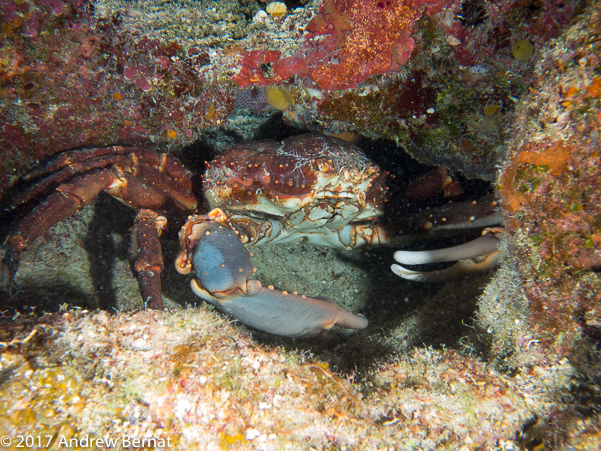 Channel Clinging Crab