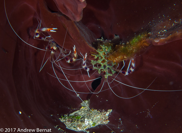 Banded Coral Shrimp