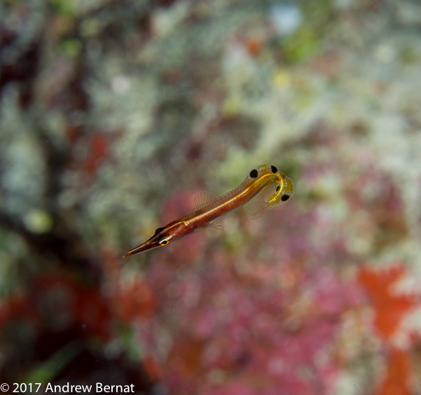 Arrow Blenny