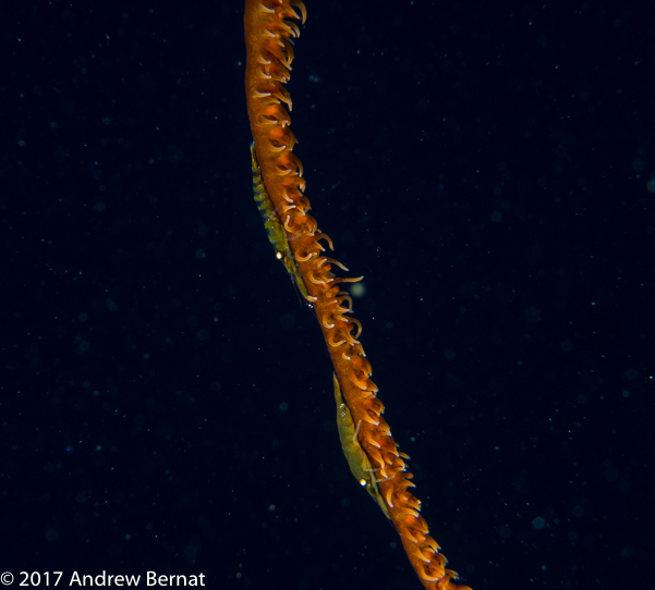 Wire Coral Shrimp