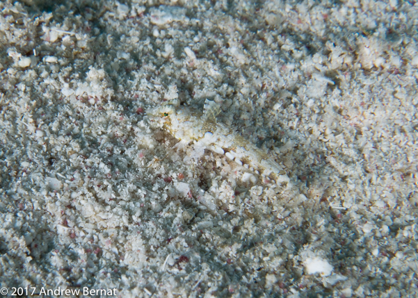 Spotted Dragonet