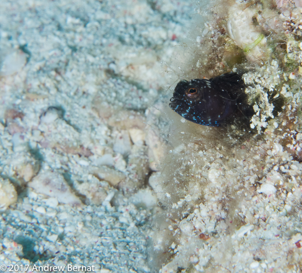 Sailfin Blenny