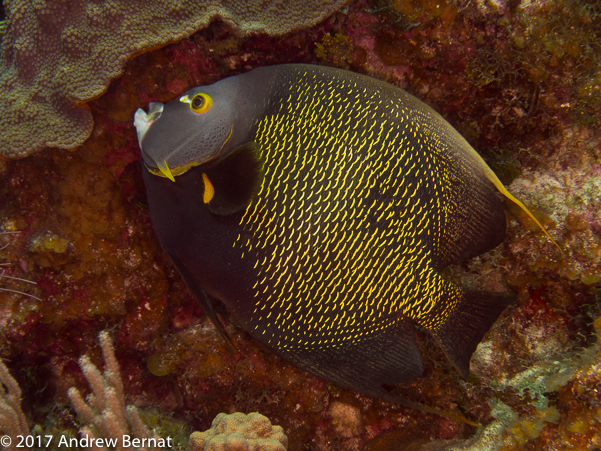 French Angelfish