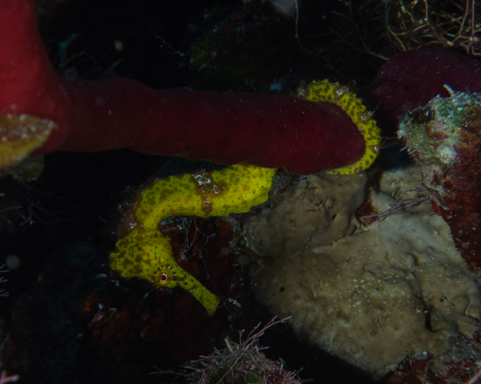 Longsnout Seahorse