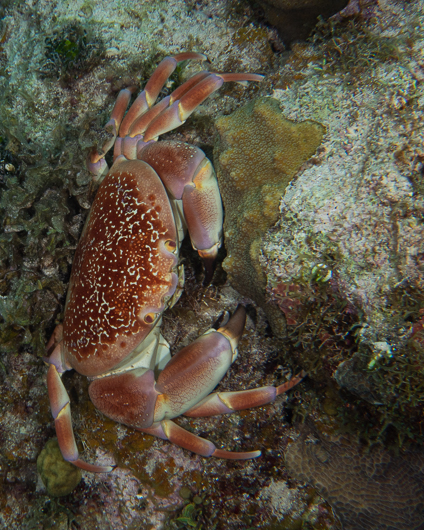 Batwing Coral Crab