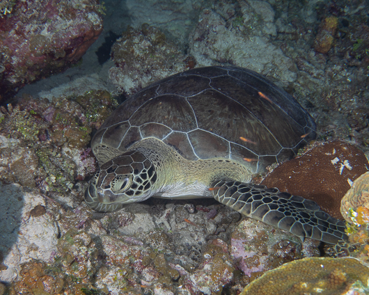 Green Turtle