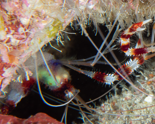 Banded Coral Shrimp