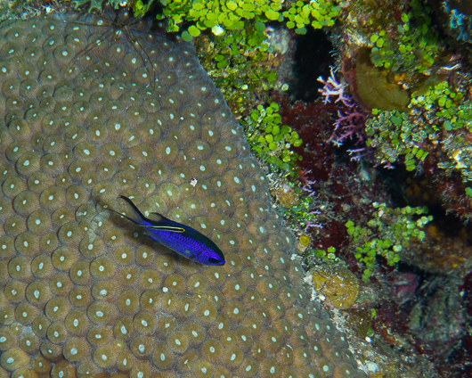 Blue Chromis gettng cleaned.