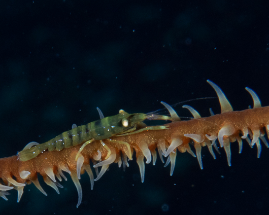 Wire Coral Shrimp