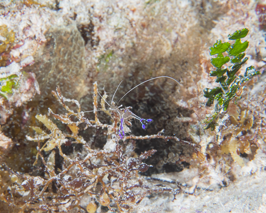 Pederson Cleaner Shrimp