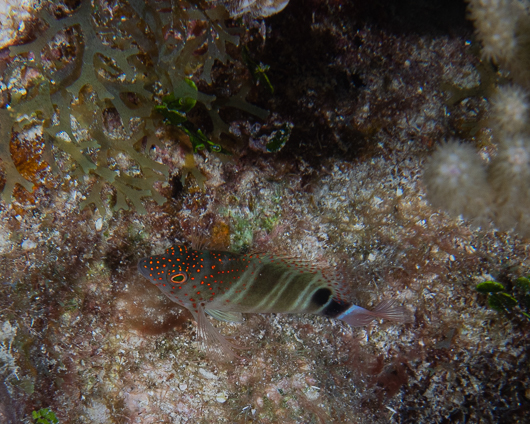 Redspotted Hawkfish