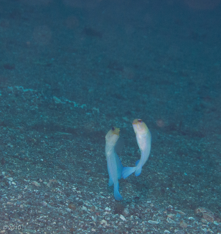 Yellowhead Jawfish