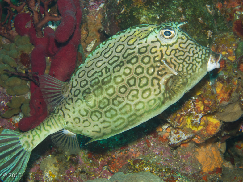 Honeycombl Cowfish