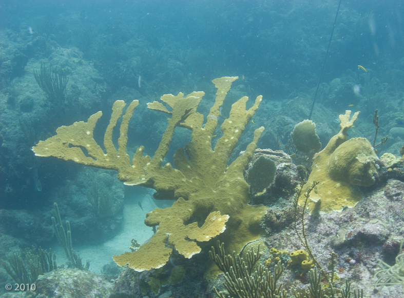 Elkhorn coral