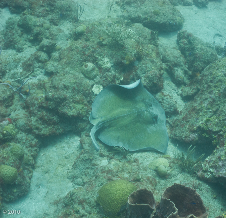 Southern Stingray