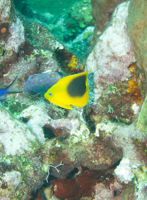 Rock Beauty Angelfish