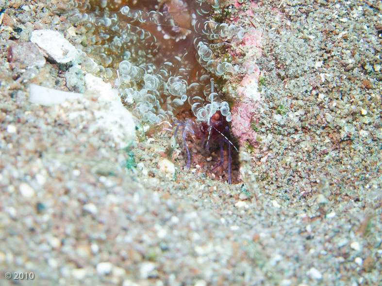 Red Snapping Shrimp; Corkscrew Anemone