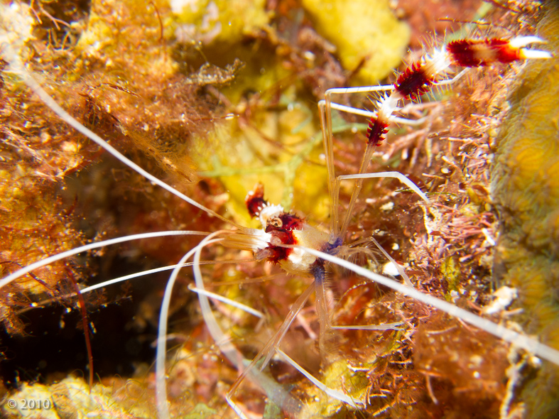 Banded Coral Shrimp