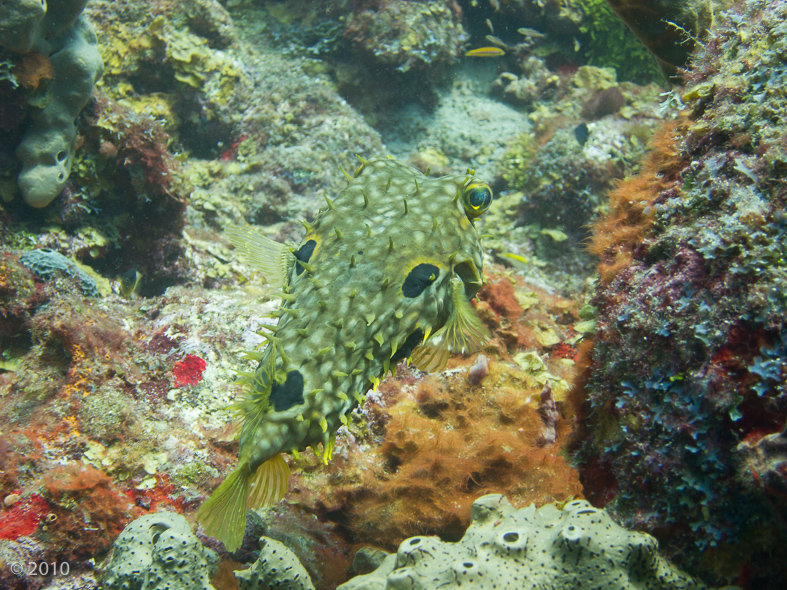 Balloonfish