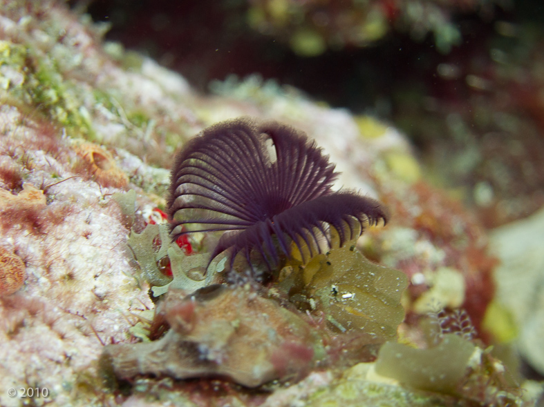 Featherduster Worm