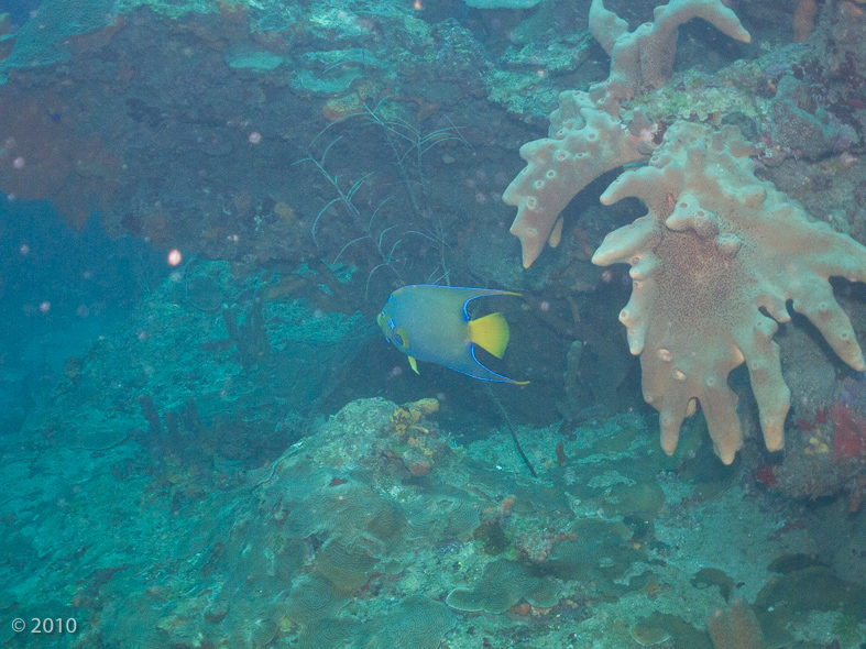 Queen Angelfish