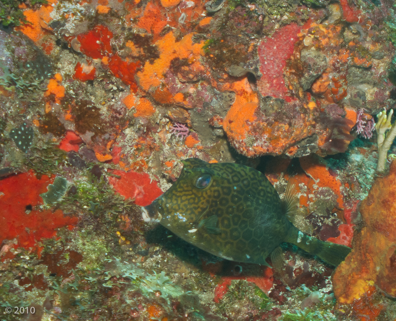 Honeycombl Cowfish