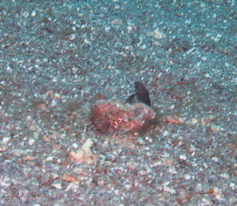 Sailfin Blenny