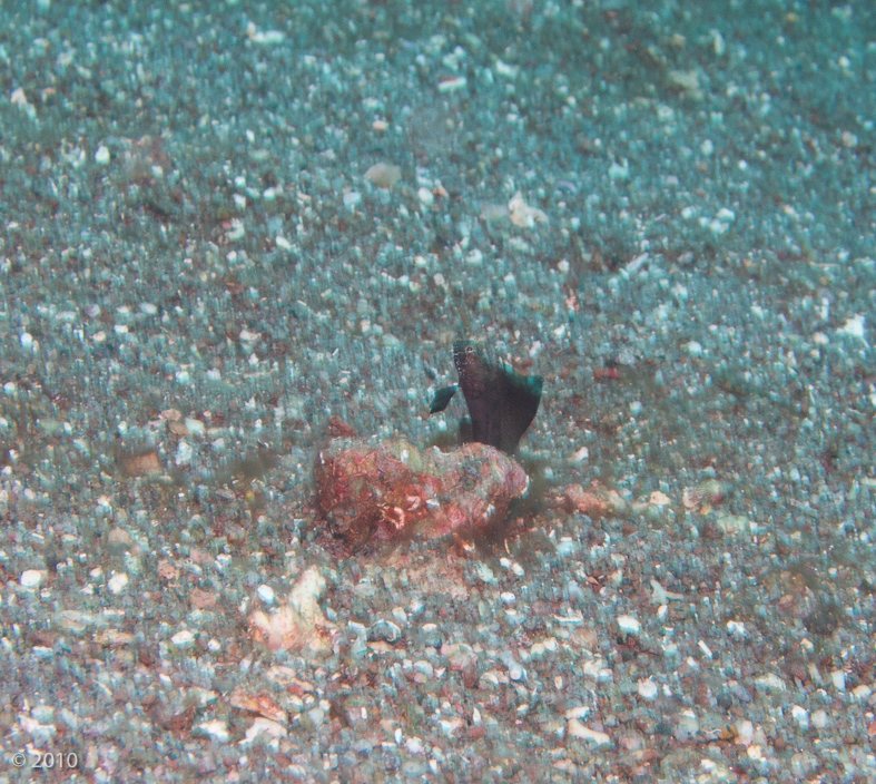 Sailfin Blenny