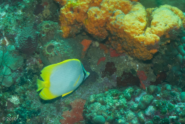 Spotfin Butterflyfish