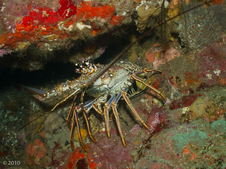 Caribbean Spiny Lobster