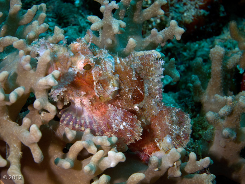 Leaf Scorpionfish