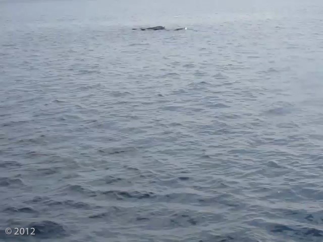 PIlot Whales alongside the boat.