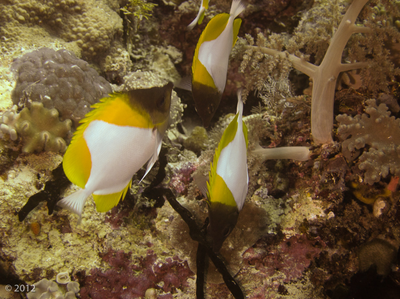 Pyramid Butterflyfish