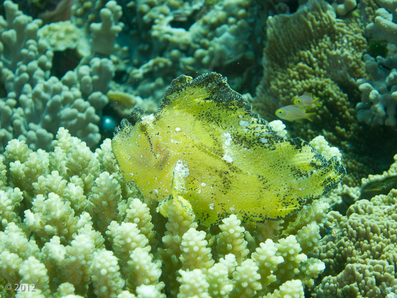 Leaf Scorpionfish