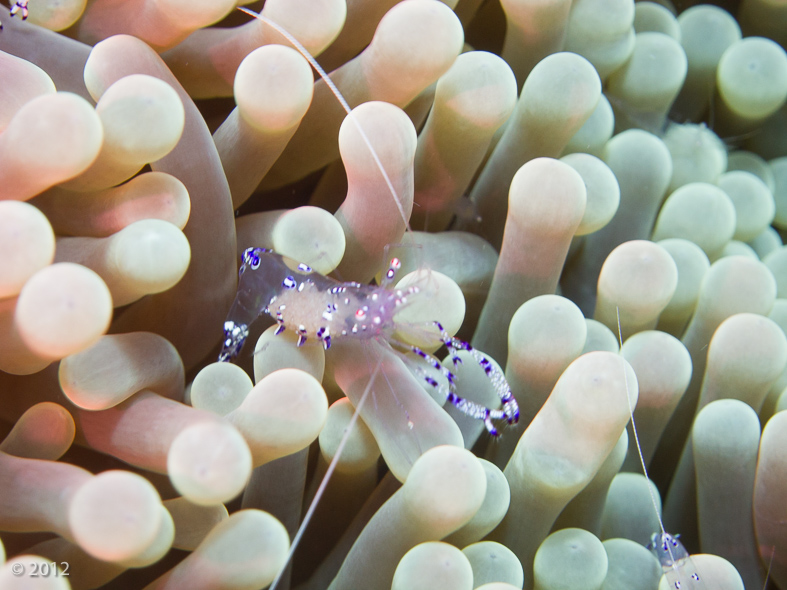 Sarasvati Anemone Shrimp