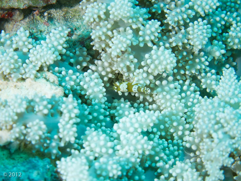 Peacock-Tail Anemone Shrimp