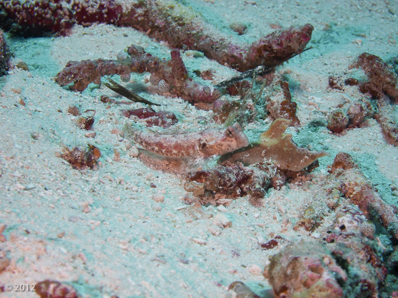 Ocellated Dragonet