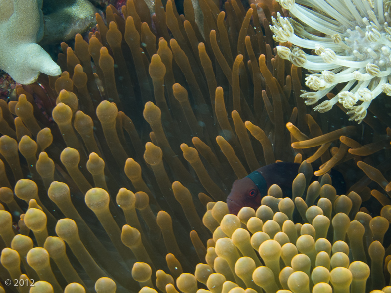 Tomato Anemonefish