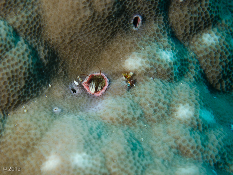 Striped Coral Hermit Crab