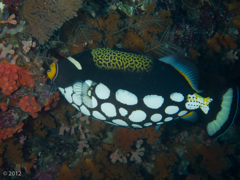 Clown Triggerfish