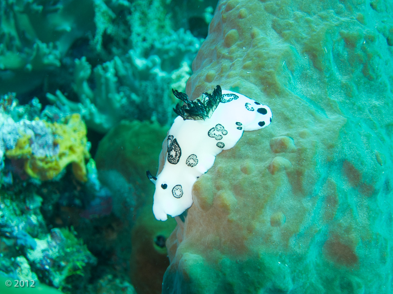 Funeral Jorunna Nudibranch