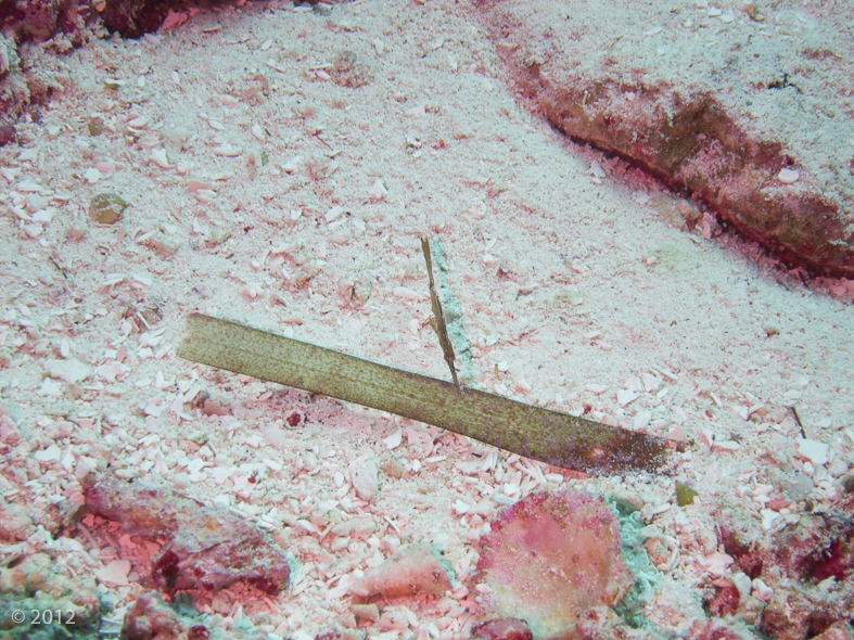 Robust Ghost Pipefish