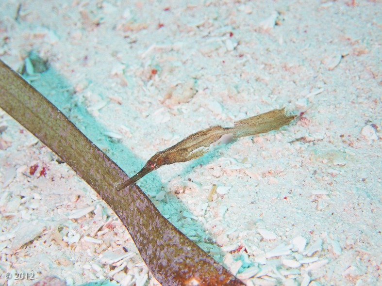 Robust Ghost Pipefish