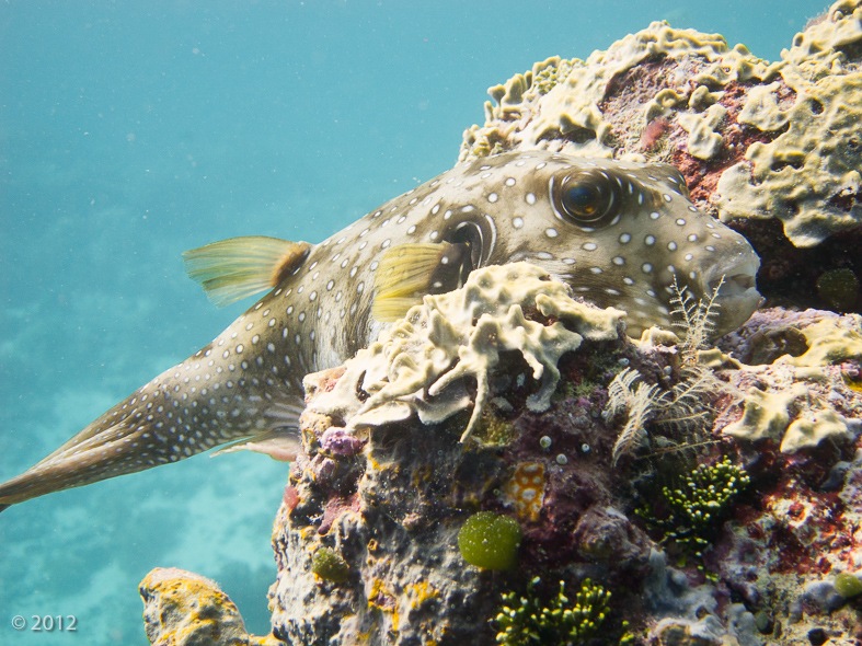 White-spotted Puffer 