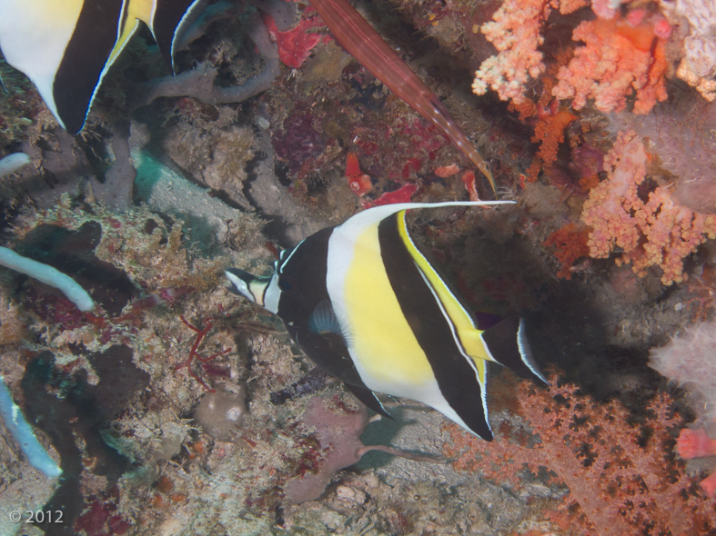 Moorish Idol