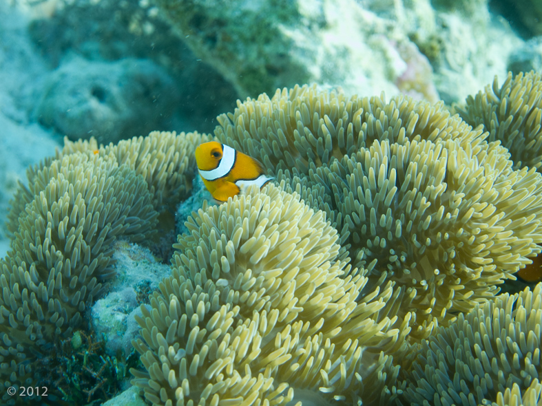 Clown Anemonefish